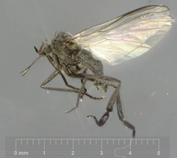 Rhamphomyia albohirta